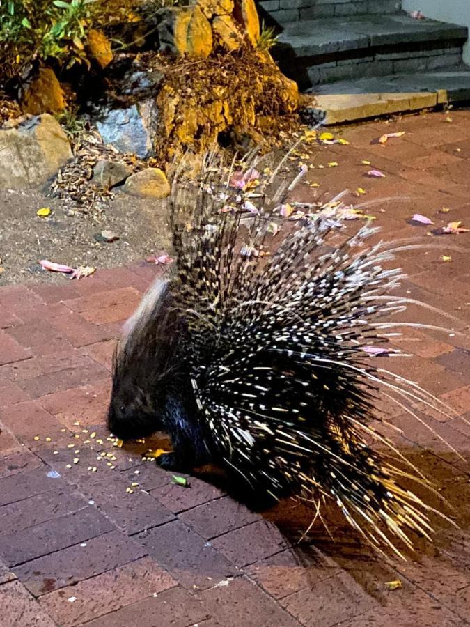 Porcupine Walk Apartment Simon's Town Ngoại thất bức ảnh
